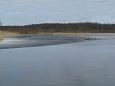 Grouse at Palupõhja | Alam-Pedja Emajõgi river, spring 
