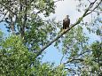 Grouse at Palupõhja | Alam-Pedja White-tail eagle, Palupõhja 