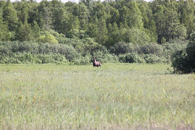 Young elk at the Emajõgi meadow 