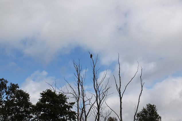One of the favorite trees for white-tail eagles, Emajõgi 