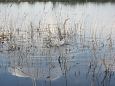 Flooded meadow, Emajõgi, Palupõhja | Alam-Pedja Spawning of the bream, Samblasaare oxbow lake 