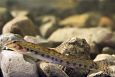 Teilma floodplain | Alam-Pedja Spined loach (Cobitis taenia), photo Tiit Hunt 