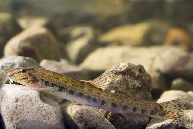 Spined loach (Cobitis taenia), photo Tiit Hunt 
