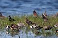 The road to Palupõhja is flooded every spring | Alam-Pedja The ruffs (Philomachus pugnax) on a pl