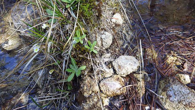 Alpine butterwort (Pinguicula alpina), Viidumäe springs 