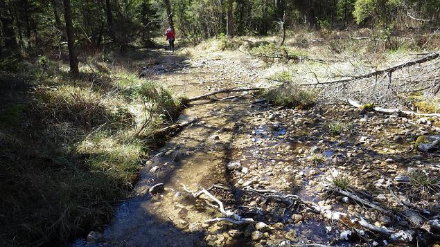 Viidumäe, springs and the brook 