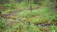 Alpine butterwort (Pinguicula alpina), Viidumäe springs | Gallery Springs, Viidumäe 
