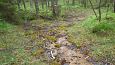 Tufa sediments in spring, Kiigumõisa | Gallery Springs and the brook, Viidumäe 