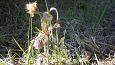 Alpine butterwort (Pinguicula alpina), Viidumäe springs | Gallery 