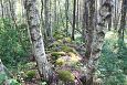 Alpine butterwort (Pinguicula alpina), Viidumäe springs | Gallery Old stone fence, Viidumäe, 2014 
