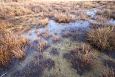Viidumäe, springs and the brook | Gallery Tufa sediments around springs, Vormsi, december 2013 
