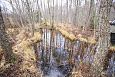 Expert Mari Reitalu,monitoring of the springfen, Viidumäe | Gallery Spring in the forest, NE lake 