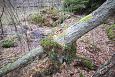 Alpine butterwort (Pinguicula alpina), Viidumäe springs | Gallery Forest, Vormsi 