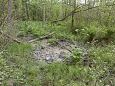 Tufa sediments in spring, Kiigumõisa | Gallery Spring in forest wild boar like, Vormsi, June 2015 