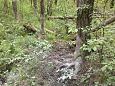 Alpine butterwort (Pinguicula alpina), Viidumäe springs | Gallery Trees around the spring, wild bo