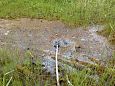 Small fen influenced by drainage, Viidumäe, july, 2014 | Gallery Spring on the island lake Prästvi