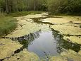 Ditch between the meliorated land (left) and edge of the spr.. | Gallery Suurallikas, Vormsi, June