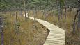 Alpine butterwort (Pinguicula alpina), Viidumäe springs | Gallery Restored nature trail, Viidumäe,