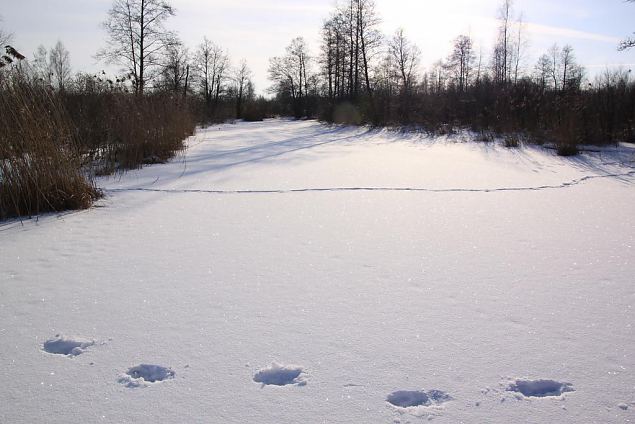 Karisto oja (Laeva jõgi), veebruar 2014 