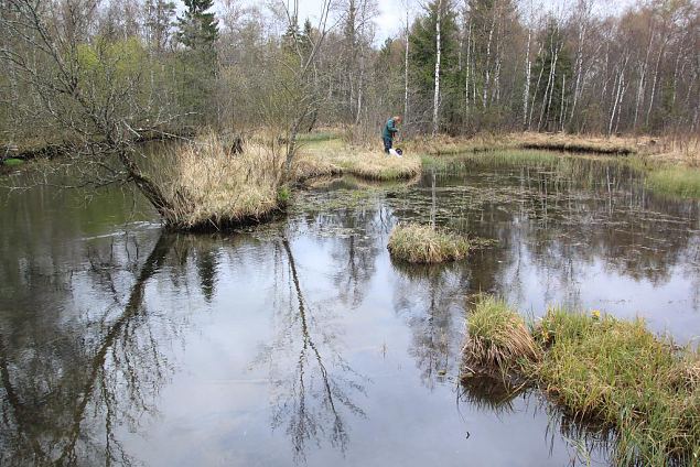 Jägala jõgi (vasakul) ja allikajärv Kiigumõisas 