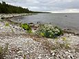 Allikas Prästviki järve saarel, august 2014 | Galerii Vormsi, Saxby rand, juuni 2015 