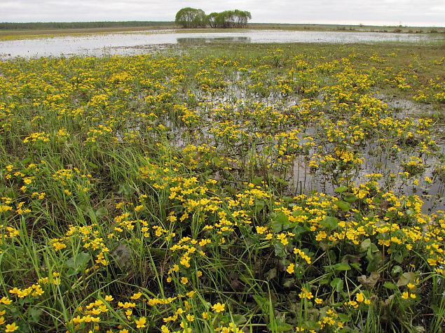 Spring at Alam-Pedja floodplain 