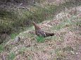 Grouse at Paluphja | Alam-Pedja Grouse at Paluphja 