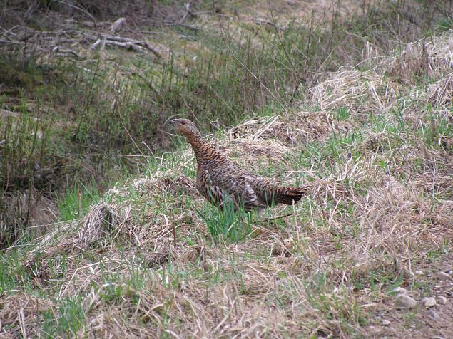 Grouse at Paluphja 