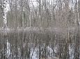 Flooded forest, Krevere | Alam-Pedja Flooded forest, Krevere 