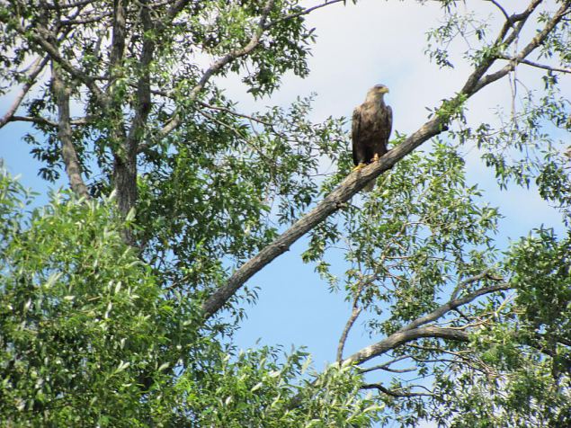 White-tail eagle, Paluphja 