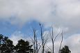 Grouse at Paluphja | Alam-Pedja One of the favorite trees for white-tail eagles, Emajgi 