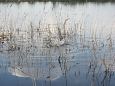 Beaver house, Emajgi | Alam-Pedja Spawning of the bream, Samblasaare oxbow lake 