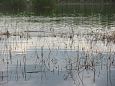 The flooded rivermouth of the Laeva river, spring 2009 | Alam-Pedja Spawning of the bream, Sambla