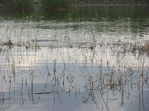 Spawning of the bream, Samblasaare oxbow lake 