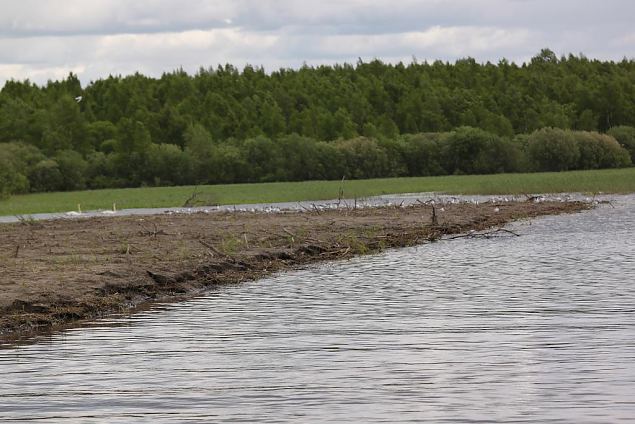 The sediment placement eraes are very usefull for the birds 