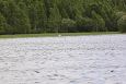 Spawning of the bream, Samblasaare oxbow lake | Alam-Pedja Oxbow lake 