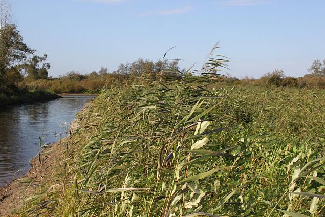 Sediment placement area, second summer after re-opening 