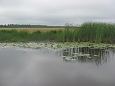 Spawning of the bream, Samblasaare oxbow lake | Alam-Pedja Maintained meadow, Samblasaare 