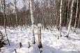 Spawning of the bream, Samblasaare oxbow lake | Alam-Pedja A cube of salt for animals, Teilma 