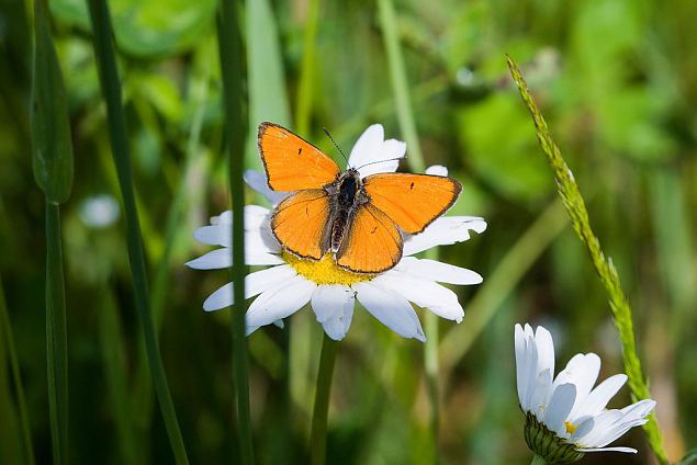 Large copper (Lycaena dispar), photo Arne Ader 