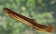 Re-opened Vllinge oxbow lake | Alam-Pedja Weatherfish (Misgurnus fossilis), photo Tiit Hunt 