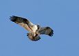 Emajgi river and oxbow lakes | Alam-Pedja Osprey (Pandion haliaetus) and bream, photo Urmas Sell