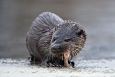 Teilma | Alam-Pedja European otter and European bullhead (Cottus gobio), photo Arne Ader 