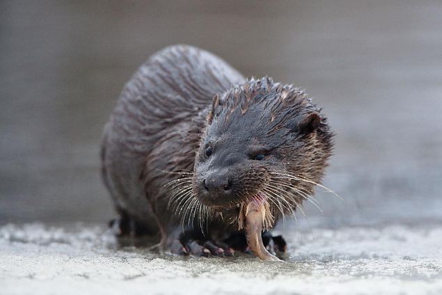 European otter and European bullhead (Cottus gobio), photo Arne Ader 