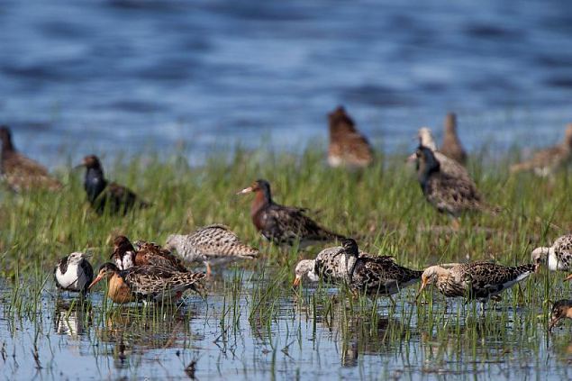 The ruffs (Philomachus pugnax) on a playground, photo Arne Ader 