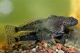 Oxbow lake | Alam-Pedja European bullhead (Cottus gobio), photo Tiit Hunt 