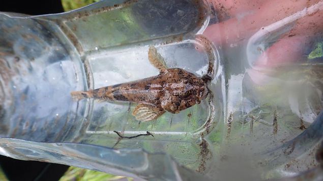 Bullhead (Cottus gobio), autumn 2014 