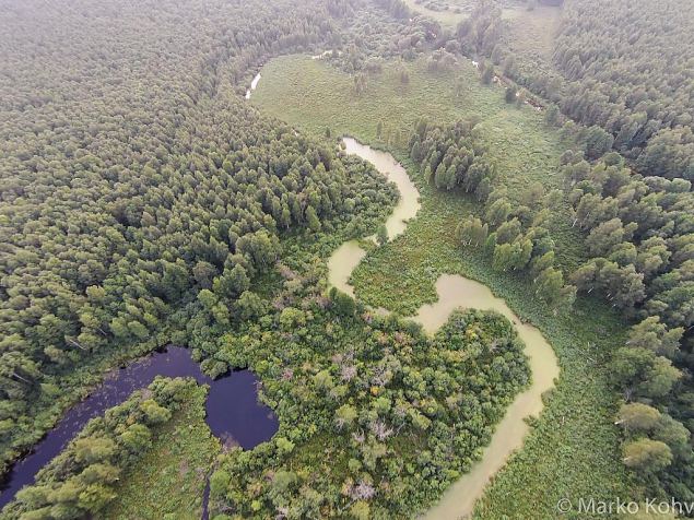 Laeva river, Aiu floodplain, before restoring 