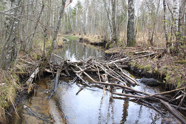 Beaver dam at th ditch, Kiigumisa 