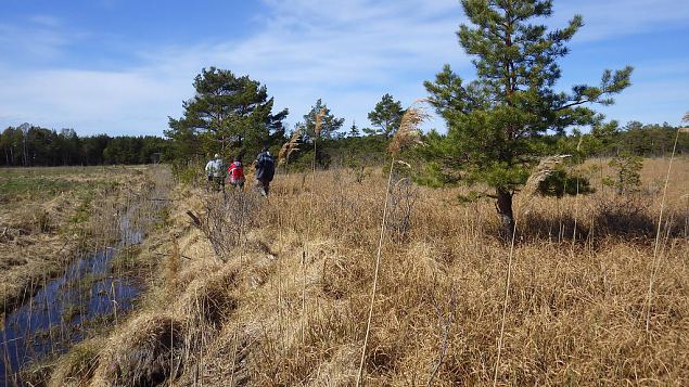 Ditch between the meliorated land (left) and edge of the springfen (right), Viidume 